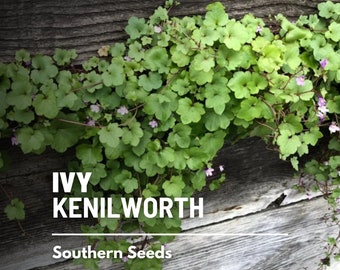 Ivy, Kenilworth - 100 Seeds - Heirloom Ground Cover (Linaria cymbalaria)