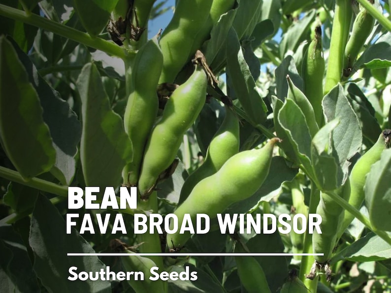 Seed Therapy Broad Windsor Fava Bean Seeds - Thumbnail 3