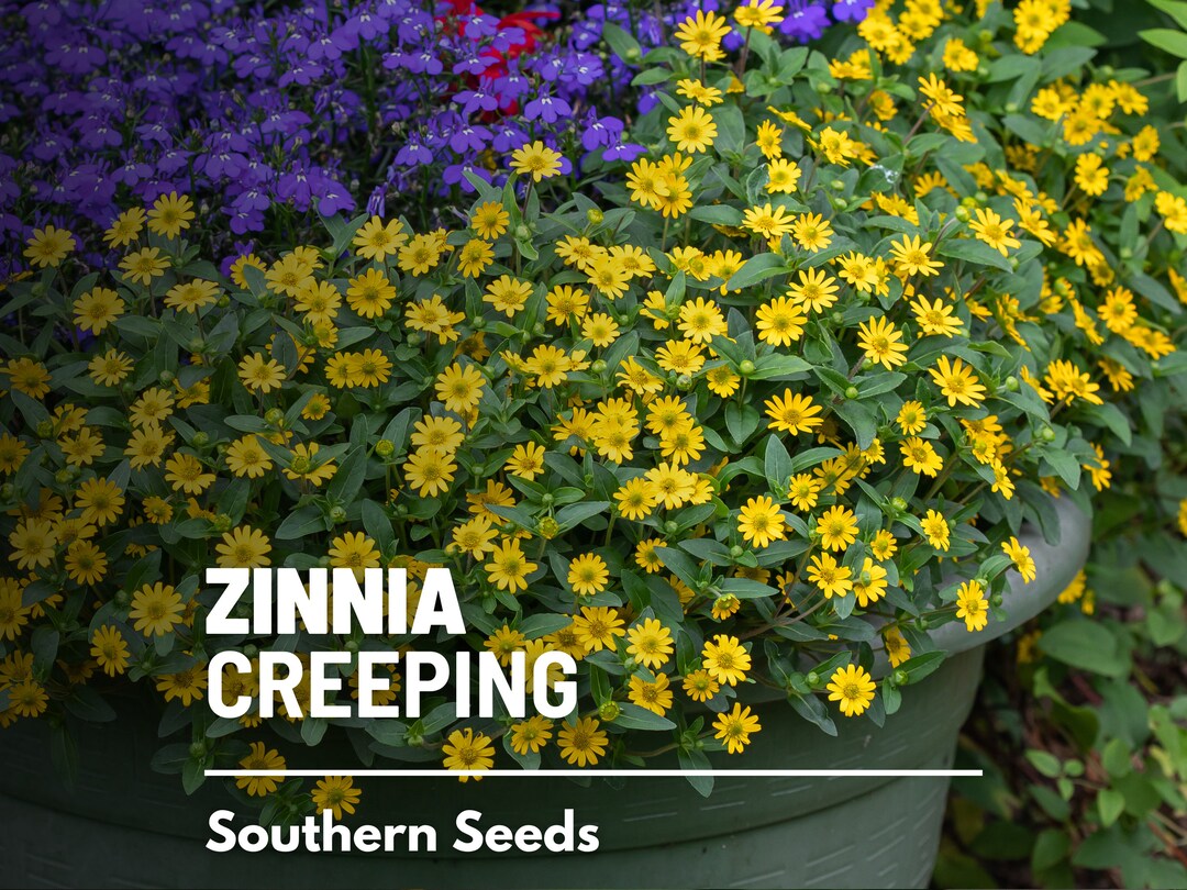 Zinnia, Creeping 100 Seeds Heirloom Flower, Lowgrowing and Spreading