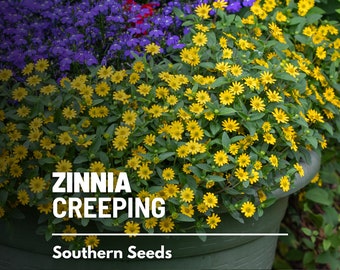 Zinnia, Creeping - 100 Seeds - Heirloom Flower, Low-growing and Spreading - Daisy-like yellow and orange blooms (Sanvitalia procumbens)
