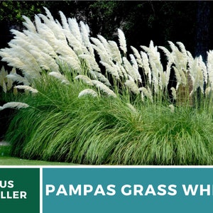 Pampas Grass, White 100 Seeds Heirloom Ornamental Grass Elegant and Airy White Plumes Cortaderia selloana image 9