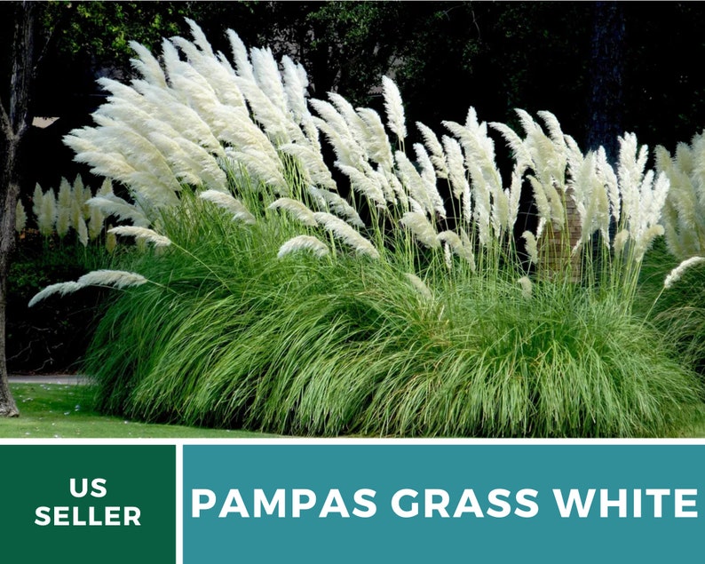 Pampas Grass, White 100 Seeds Heirloom Ornamental Grass Elegant and Airy White Plumes Cortaderia selloana image 9