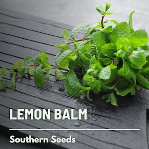 Lemon Balm - 100 Seeds - Heirloom Herb - Culinary & Medicinal - Herbal Teas (Melissa officinalis)