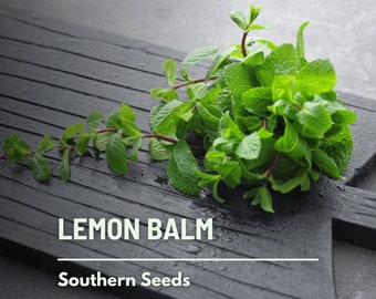 Lemon Balm - 100 Seeds - Heirloom Herb - Culinary & Medicinal - Herbal Teas (Melissa officinalis)