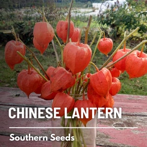 Chinese Lantern 50 Seeds Ornamental Heirloom Fruit Edible Red Berries Physalis alkekengi image 5