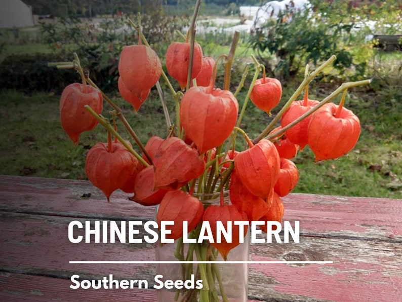 Chinese Lantern 50 Seeds Ornamental Heirloom Fruit Edible Red Berries Physalis alkekengi image 5