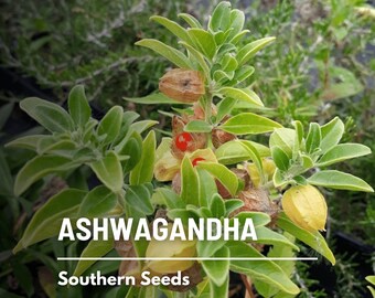 Seeds. Very easy to grow in a container! Pitaya Dragon fruit 'Nadia' SWEET 18% Brix. DWARF It won't grow past 3 feet.