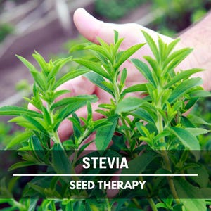 Stevia Seeds (Sugar Leaf) – Heirloom Herb, Natural Sweetener, Sugar Alternative, Medicinal Plant, Stevia rebaudiana | 50 Seeds image 7