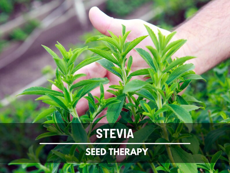 Stevia Seeds (Sugar Leaf) – Heirloom Herb, Natural Sweetener, Sugar Alternative, Medicinal Plant, Stevia rebaudiana | 50 Seeds image 7