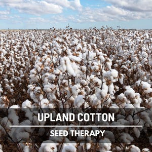 Upland Cotton Seeds (American) – Heirloom White Cotton, Non-GMO & Easy to Grow, Classic Southern Garden Plant | 20 Seeds