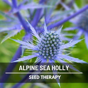 Close-up of Alpine Sea Holly flower head with spiky bracts and blue tones – Seed Therapy