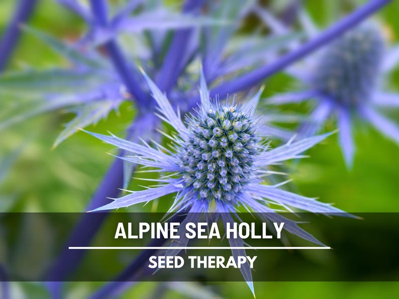 Close-up of Alpine Sea Holly flower head with spiky bracts and blue tones – Seed Therapy