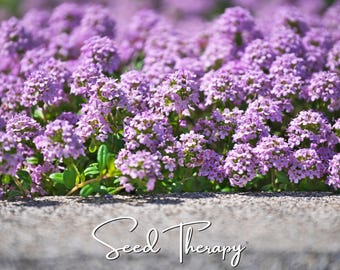 Creeping Thyme - 250 Seeds - Heirloom Herb - Fragrant Groundcover (Thymus serpyllum)
