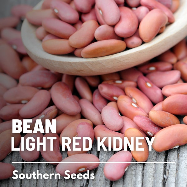 Bean, Kidney Light Red - 20 Seeds - Heirloom Vegetable - Open Pollinated - Non-GMO (Phaseolus vulgaris)