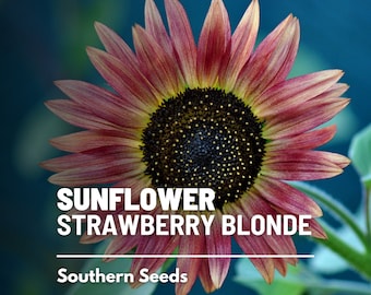 Sunflower, Strawberry Blonde - 25 Seeds - Heirloom Flower, Tricolor Blooms, Medicinal & Culinary Plant, Garden Gift (Helianthus annuus)