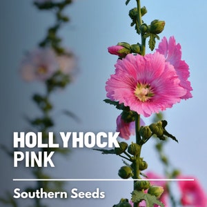 Hollyhock, Pink - 25 Seeds - Heirloom Flower - Medicinal Herb (Alcea rosea)