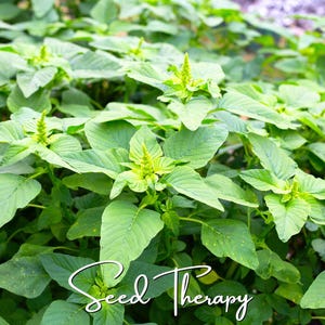 May include: A cluster of vibrant green amaranth plants with broad, pointed leaves and small, upright flower spikes. The white cursive text Seed Therapy is overlaid at the bottom center of the image, partially obscuring the lower foliage.