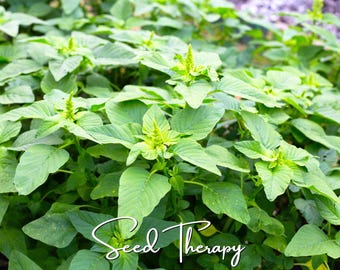 Può includere: Un gruppo di piante di amaranto verde brillante con foglie larghe e appuntite e piccole spighe floreali erette. Il testo bianco in corsivo Seed Therapy è sovrapposto al centro in basso dell'immagine, oscurando parzialmente il fogliame inferiore.