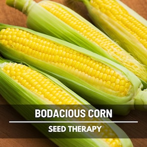 Bodacious Sweet Corn Seeds – Hybrid, Non-GMO Sweet Corn, SE-ho Type, Easy to Grow Vegetable | 60 Seeds