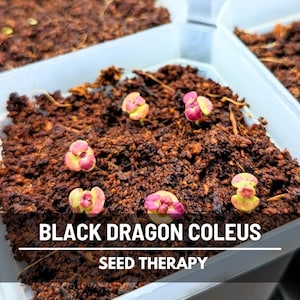 Black Dragon Coleus (Solenostemon scutellarioides) seedlings sprouting in starter trays, showing first leaves - Seed Therapy