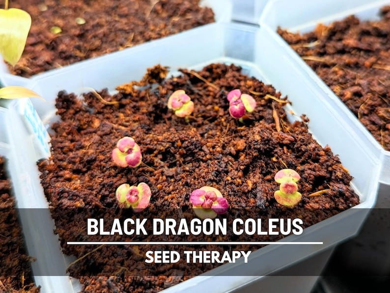 Black Dragon Coleus (Solenostemon scutellarioides) seedlings sprouting in starter trays, showing first leaves - Seed Therapy