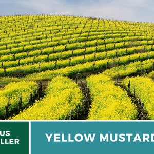 May include: A field of yellow mustard flowers growing in rows. The field is on a hillside with a blue sky in the background. The text "YELLOW MUSTARD" is in the foreground.
