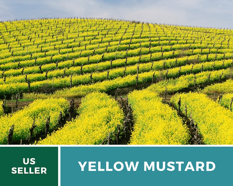 May include: A field of yellow mustard flowers growing in rows. The field is on a hillside with a blue sky in the background. The text "YELLOW MUSTARD" is in the foreground.