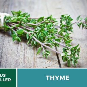 May include: A bunch of fresh green thyme tied together with a white string, resting on a rustic wooden surface. The text "THYME" is displayed in white letters on a teal background.