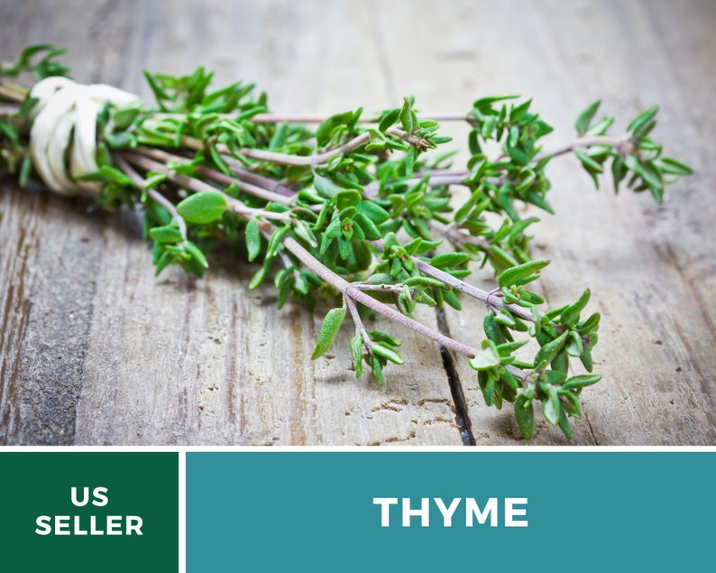 May include: A bunch of fresh green thyme tied together with a white string, resting on a rustic wooden surface. The text "THYME" is displayed in white letters on a teal background.