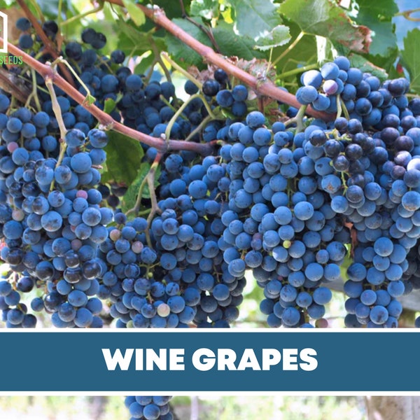 Wine Grapes Etsy