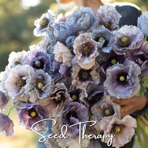Puede incluir: Un gran ramo de flores de amapola con pétalos rizados en tonos azul polvoriento, lavanda y morado suave con centros oscuros y cápsulas de semillas verdes. El texto Seed Therapy está escrito en cursiva blanca sobre la parte inferior del ramo.