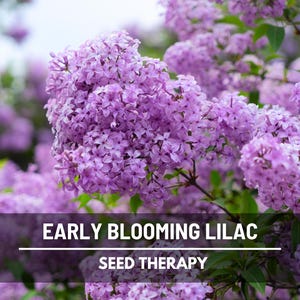Early Blooming Lilac Seeds – Heirloom Shrub, Fragrant and Beautiful Blooms, Early Spring Flowering | 30 Seeds