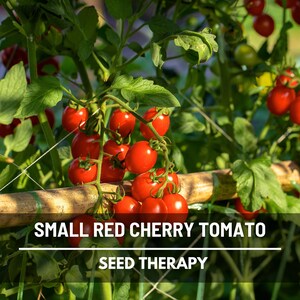 May include: A cluster of small red cherry tomatoes growing on a vine supported by a bamboo stake. The text SMALL RED CHERRY TOMATO and SEED THERAPY is overlaid on the image. Green leaves and stems surround the bright red round fruit.