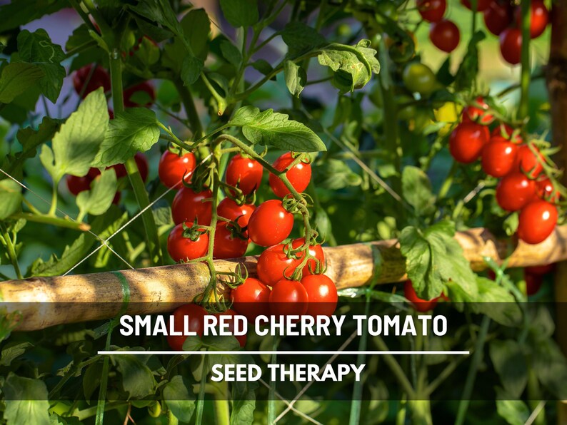 May include: A cluster of small red cherry tomatoes growing on a vine supported by a bamboo stake. The text SMALL RED CHERRY TOMATO and SEED THERAPY is overlaid on the image. Green leaves and stems surround the bright red round fruit.