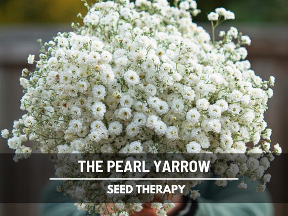 Yarrow The Pearl Seeds – Heirloom Flower, Medicinal Herb, Double White Blooms, Garden Gift, Long-Lasting Blooms | 100 Seeds