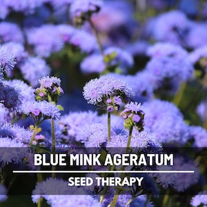 Dwarf Blue Mink Ageratum Seeds – Heirloom, Perfect for Garden Borders & Containers, Powder Puff Flowers | 100 Seeds