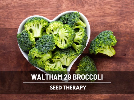 Waltham 29 Broccoli Seeds – Heirloom, Non-GMO, Open Pollinated Vegetable with Rich Flavor and Side Shoots, Easy to Grow | 100 Seeds