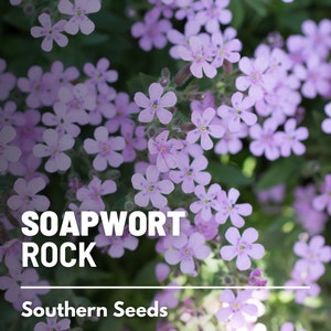 Soapwort, Rock - 100 Seeds - Heirloom Groundcover, Pink Blooms, Erosion Control, Rock Gardens & Borders, Garden Gift (Saponaria ocymoides)