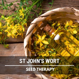 St. John’s Wort Seeds – Heirloom Medicinal Herb, Yellow Flowers, Herbal Remedy, Non-GMO, Garden Gift | 100 Seeds image 2