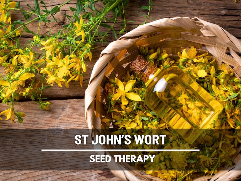 St. John’s Wort Seeds – Heirloom Medicinal Herb, Yellow Flowers, Herbal Remedy, Non-GMO, Garden Gift | 100 Seeds image 2