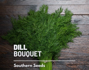 Dill, Bouquet - 100 Seeds - Heirloom Culinary & Medicinal Herb - Non-GMO (Anethum graveolens)