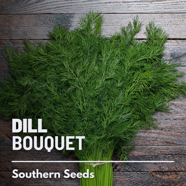 Dill, Bouquet - 100 Seeds - Heirloom Culinary & Medicinal Herb - Non-GMO (Anethum graveolens)