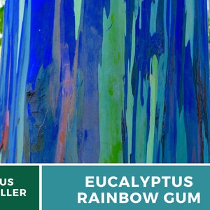 May include: Close-up of the bark of a Eucalyptus deglupta tree, also known as the Rainbow Eucalyptus. The bark is a vibrant mix of blue, green, orange, and red.