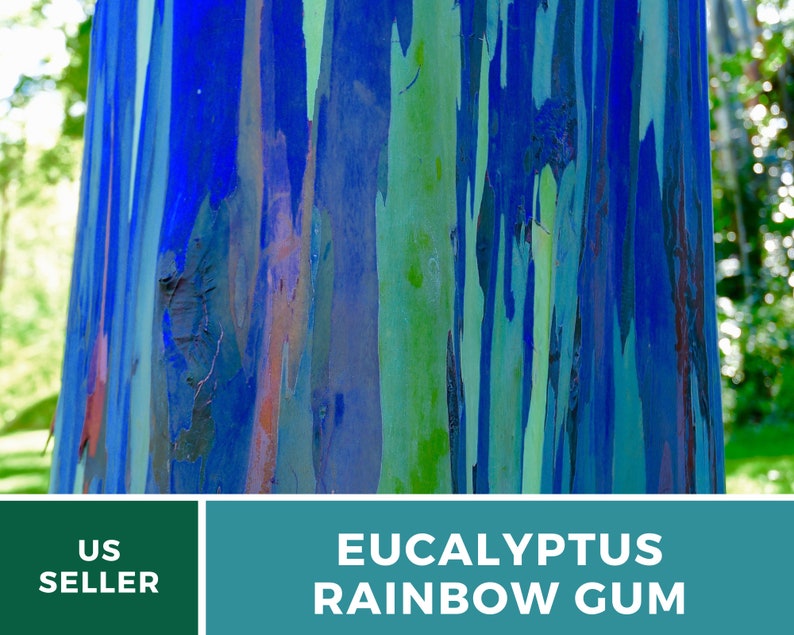 May include: Close-up of the bark of a Eucalyptus deglupta tree, also known as the Rainbow Eucalyptus. The bark is a vibrant mix of blue, green, orange, and red.