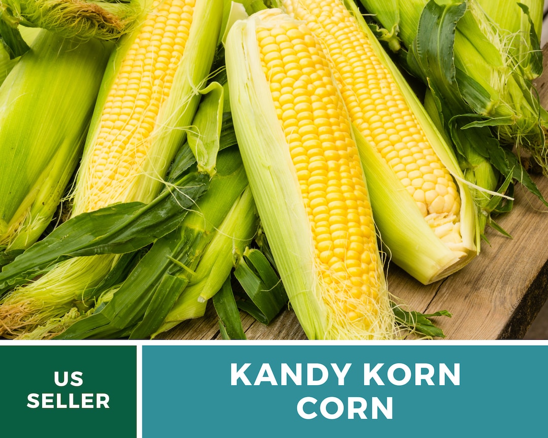 Corn Kandy Korn 60 Seeds Sweet Corn Hybrid Vegetable - Etsy