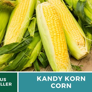 May include: Close-up of several ears of yellow KANDY KORN corn with green husks. The corn is arranged on a wooden surface. US SELLER is written on a green rectangle in the lower left corner of the image.