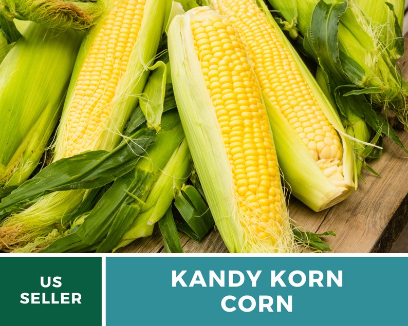 May include: Close-up of several ears of yellow KANDY KORN corn with green husks. The corn is arranged on a wooden surface. US SELLER is written on a green rectangle in the lower left corner of the image.