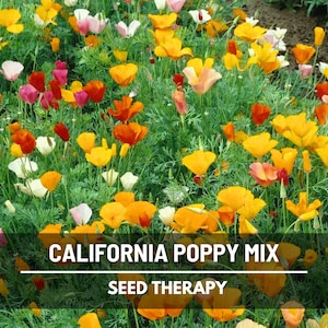 California Poppy Mix Seeds – Heirloom, Non-GMO Wildflower, Vibrant Color Blend, Drought Tolerant, Easy | 200 Seeds
