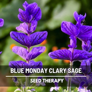 Clary Sage Blue Monday Seeds – Heirloom Herb, Medicinal and Fragrant, Easy to Grow, Unique Garden Gift | 50 Seeds