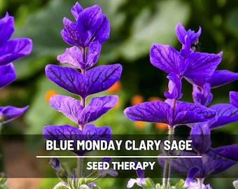 thumbnail image 2 of 100 "Blue Monday" Clary Sage / Blue Monday Salvia Flower Seeds - New Hill Farms 2 of 10